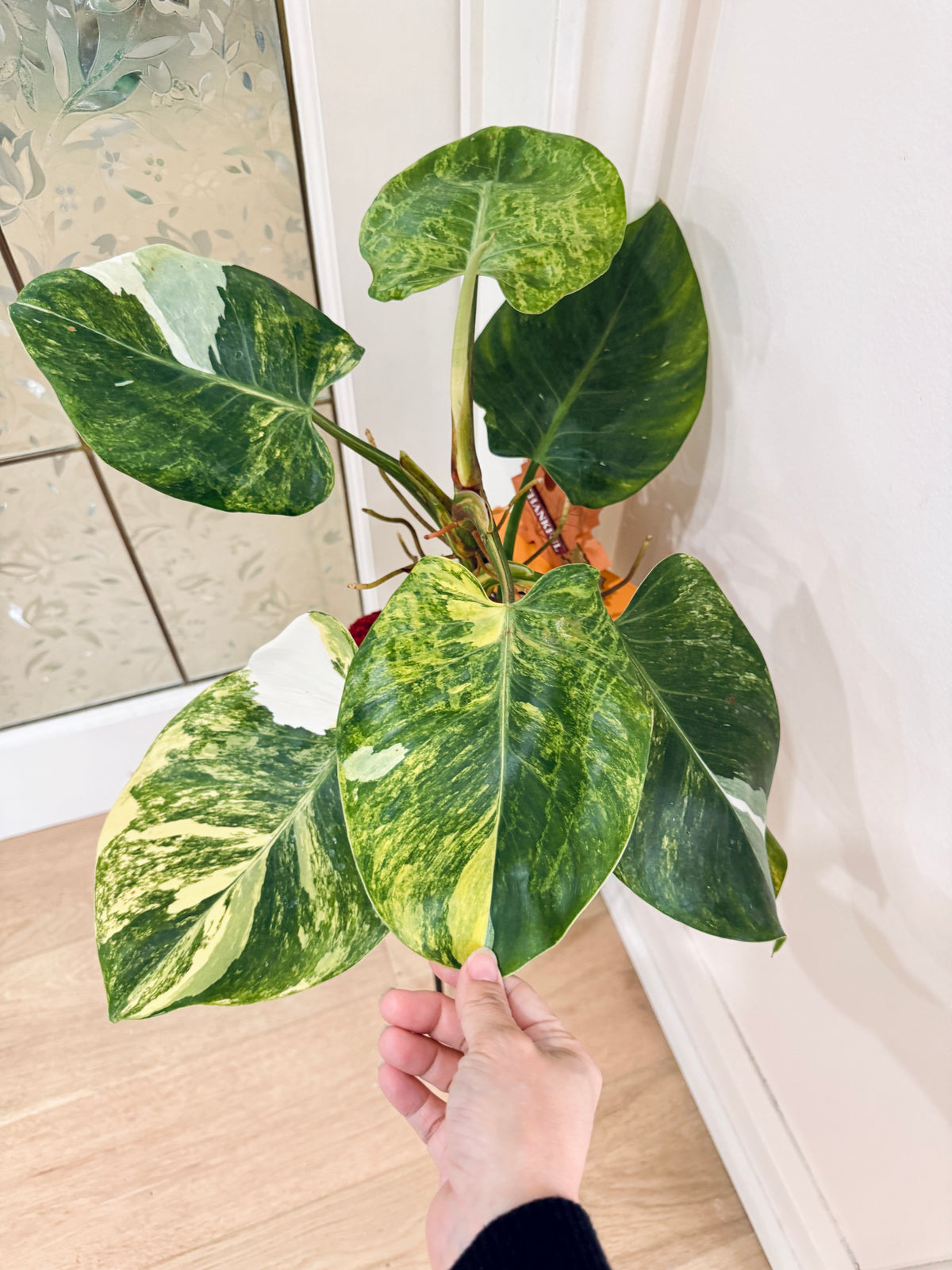 Philodendron White Wizard Tricolour