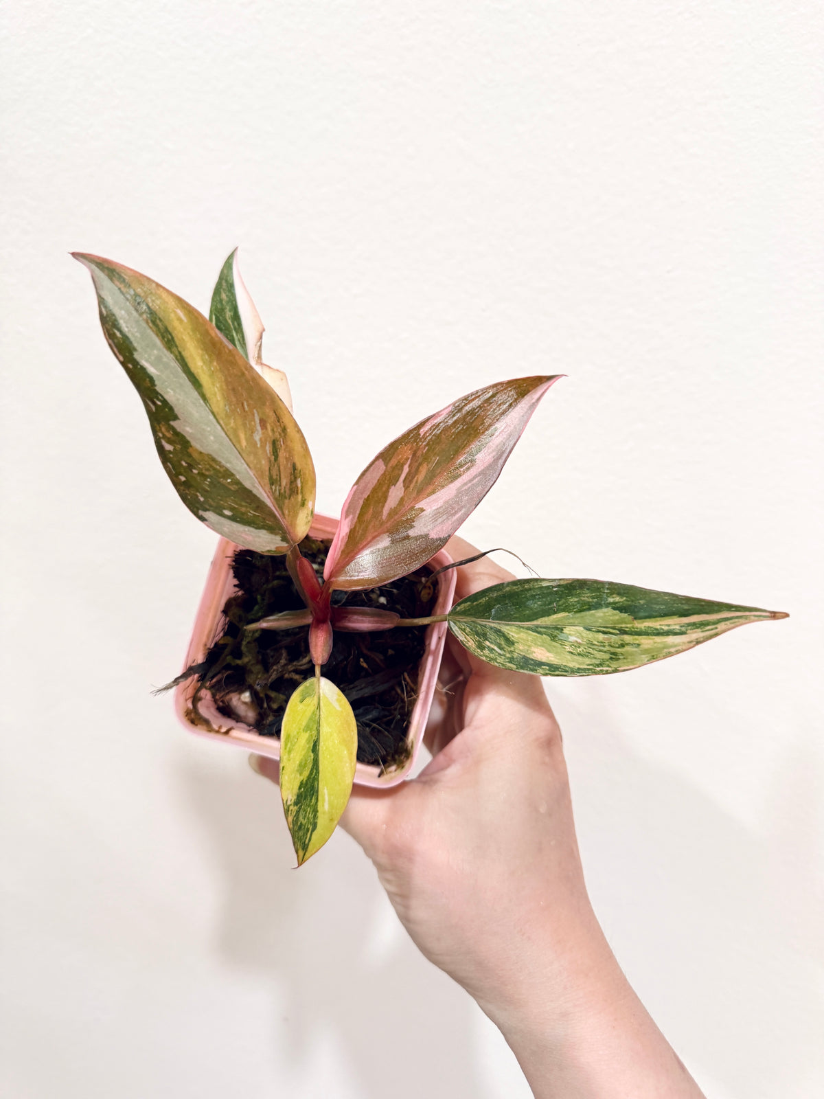 Philodendron Princess Tricolour