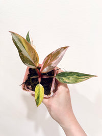 Philodendron Princess Tricolour