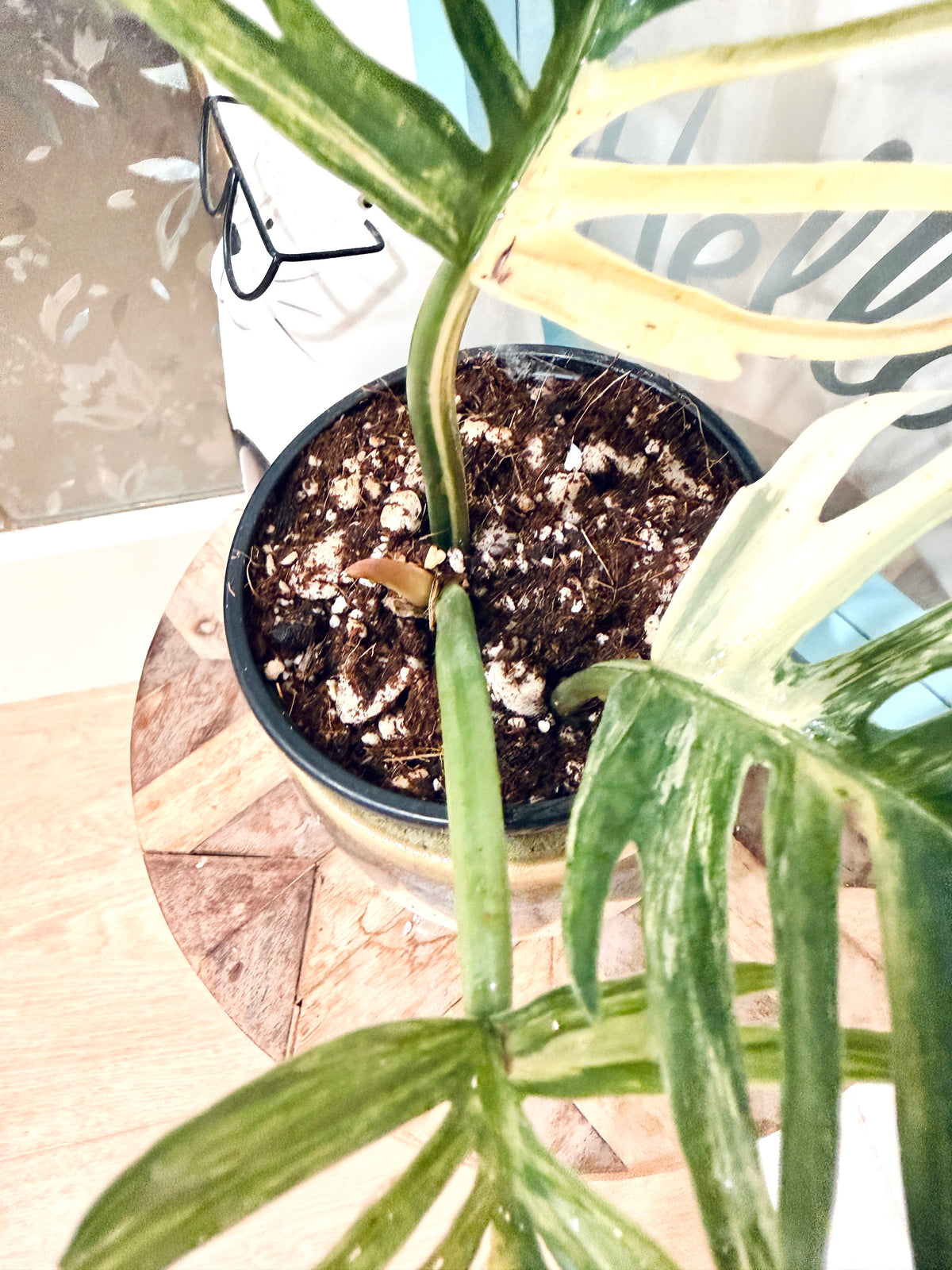 Philodendron Tortum Variegated