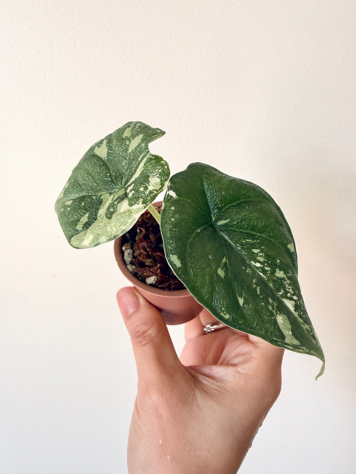 Alocasia Melo Albo