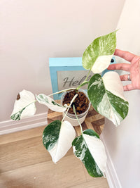 Monstera Albo