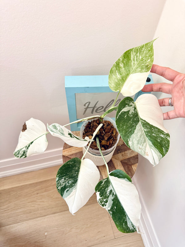 Monstera Albo