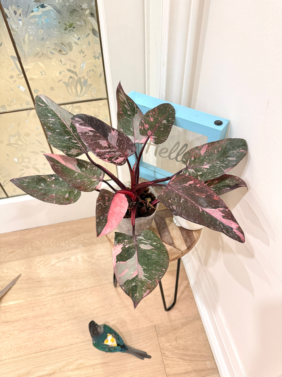 Philodendron Pink Princess Galaxy