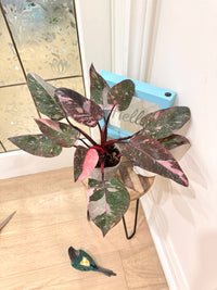 Philodendron Pink Princess Galaxy