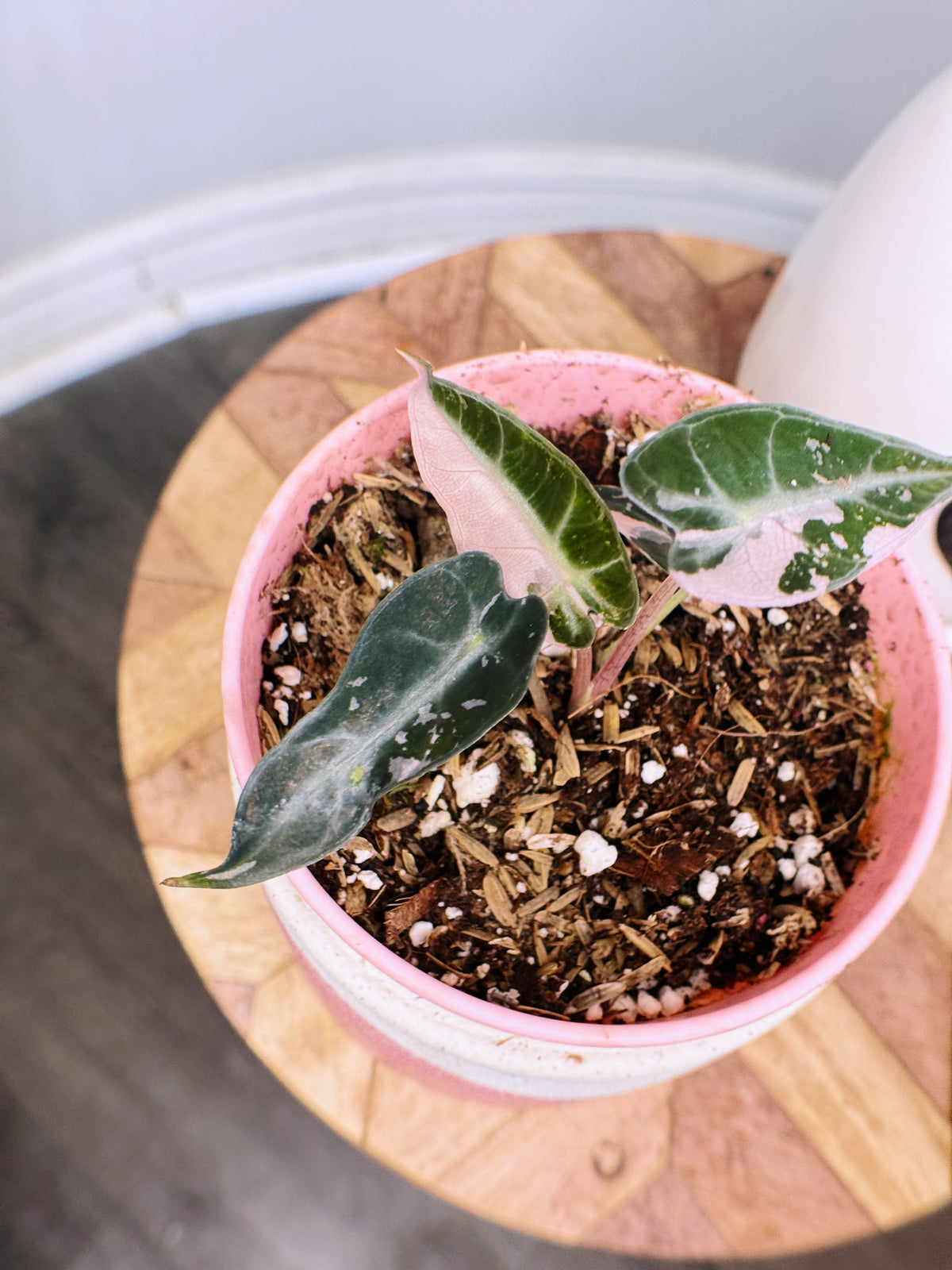 Alocasia Bambino Pink
