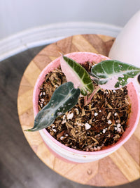 Alocasia Bambino Pink