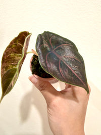 Alocasia Azlanii Pink Variegated