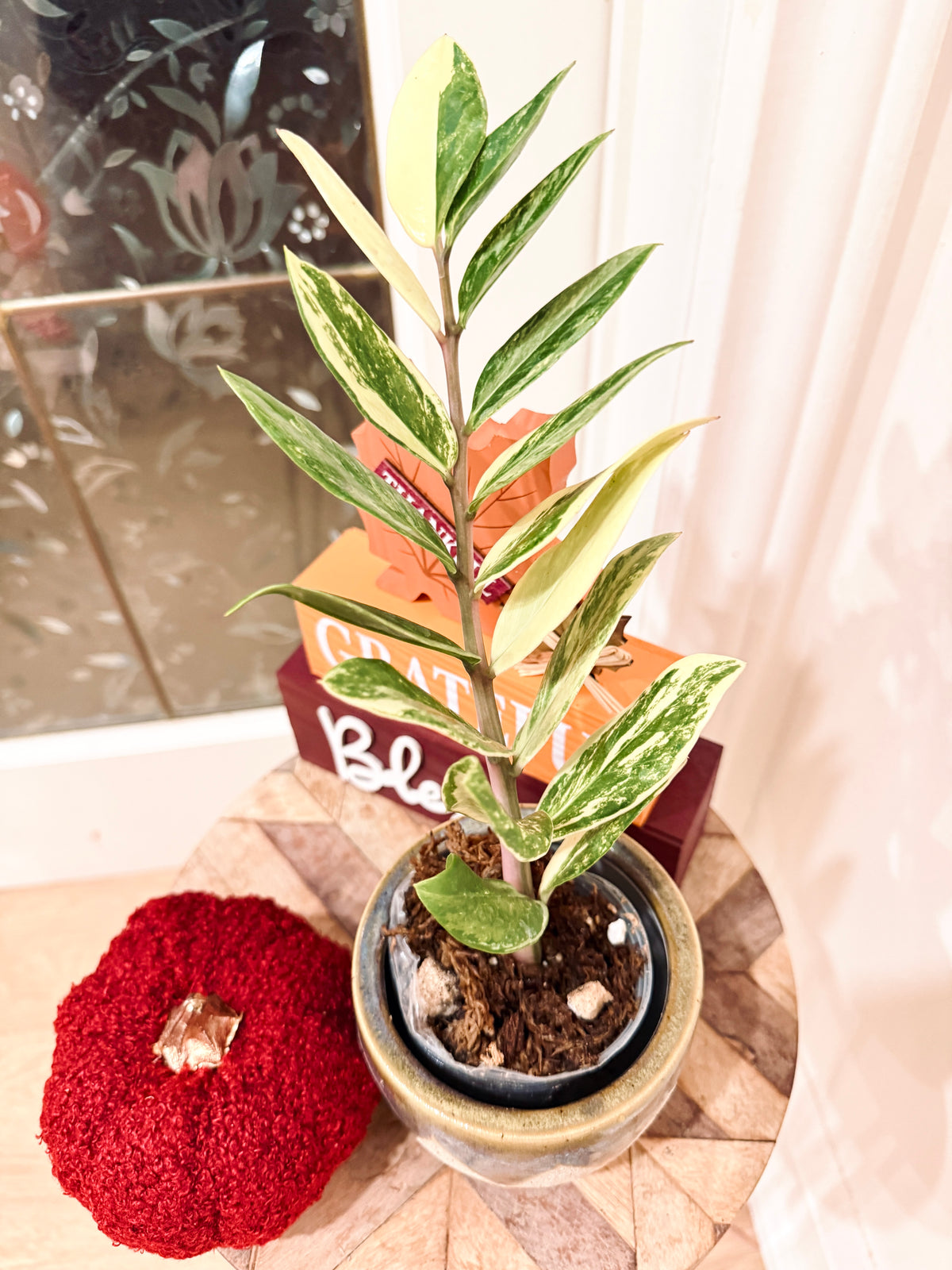 ZZPlant Aurea