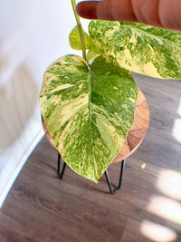 Monstera Legacy