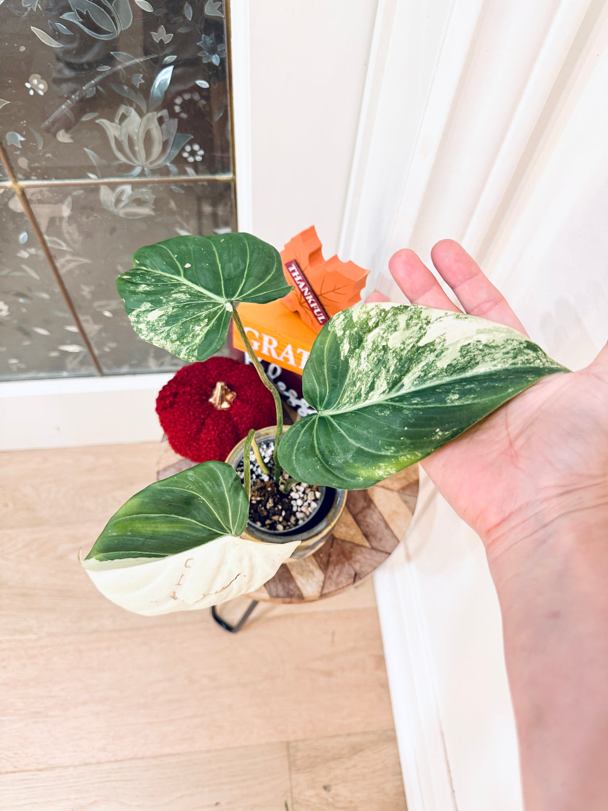 Philodendron Gloriosum Albo