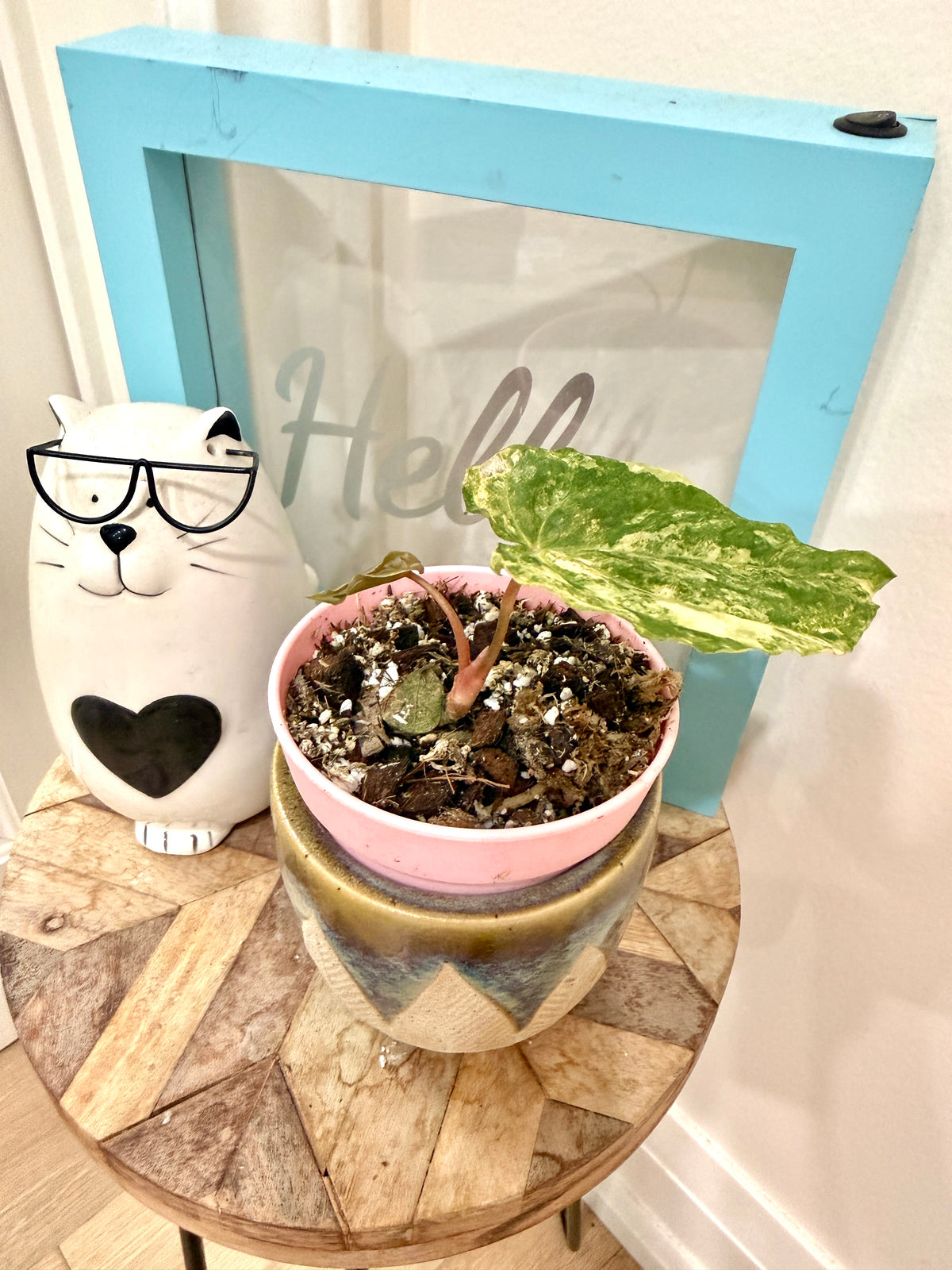 Anthurium Papillilaminum Variegated x RLFS