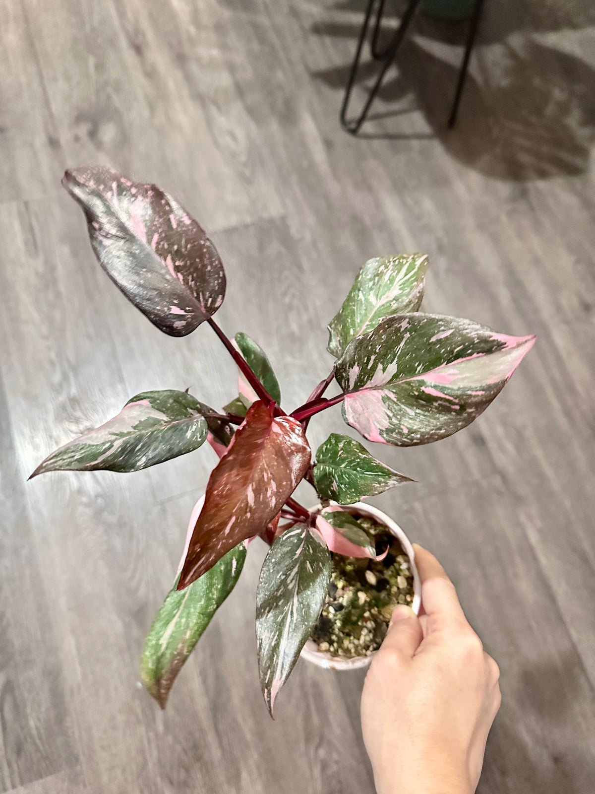 Philodendron Pink Princess Galaxy