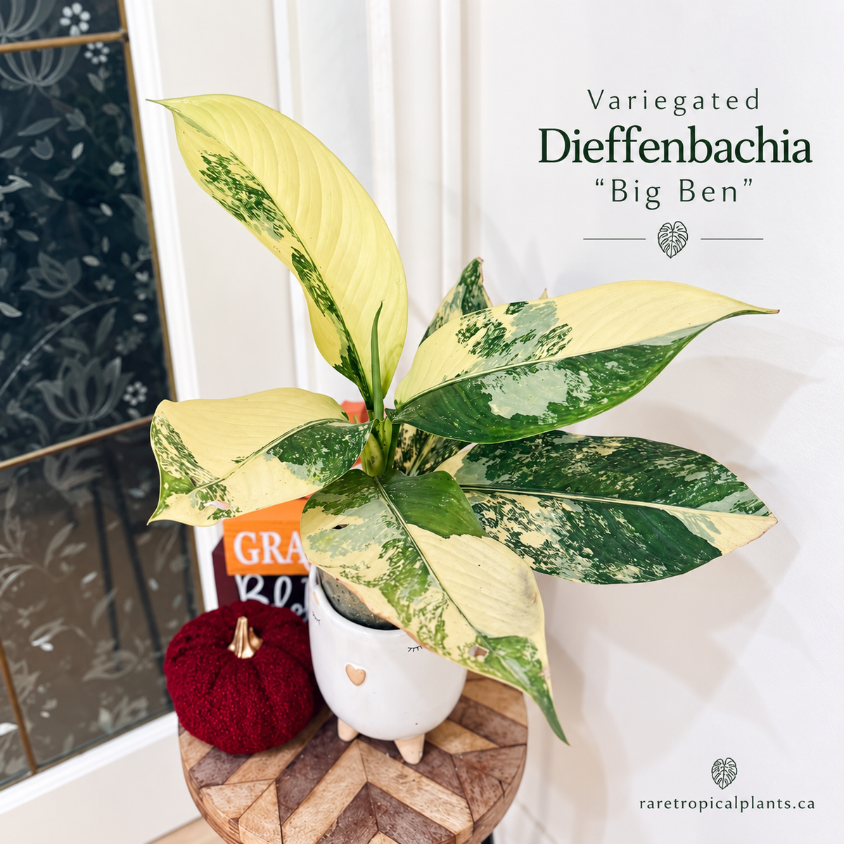 Variegated Dieffenbachia "Big Ben"
