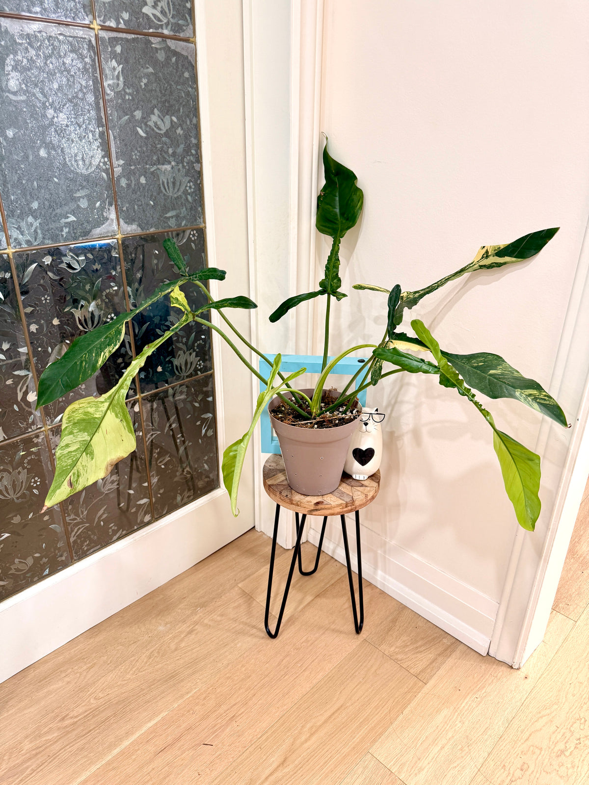 Philodendron Joepii Variegated XL