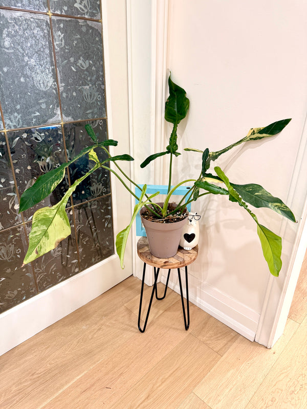 Philodendron Joepii Variegated XL