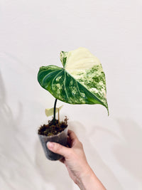Philodendron Gloriosum Aurea