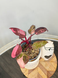 Philodendron Pink Princess Galaxy