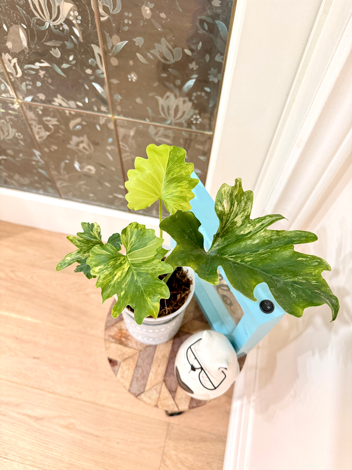 Philodendron Selloum Variegated
