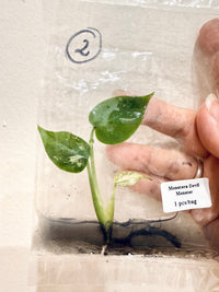 Monstera Devil TC Plant
