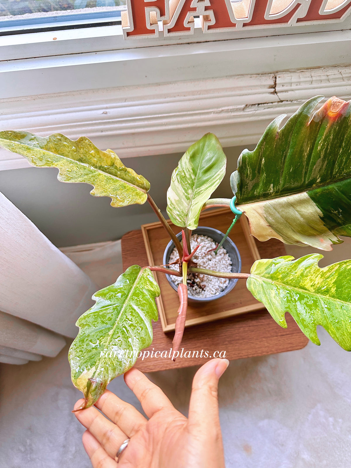 Philodendron Caramel Marble