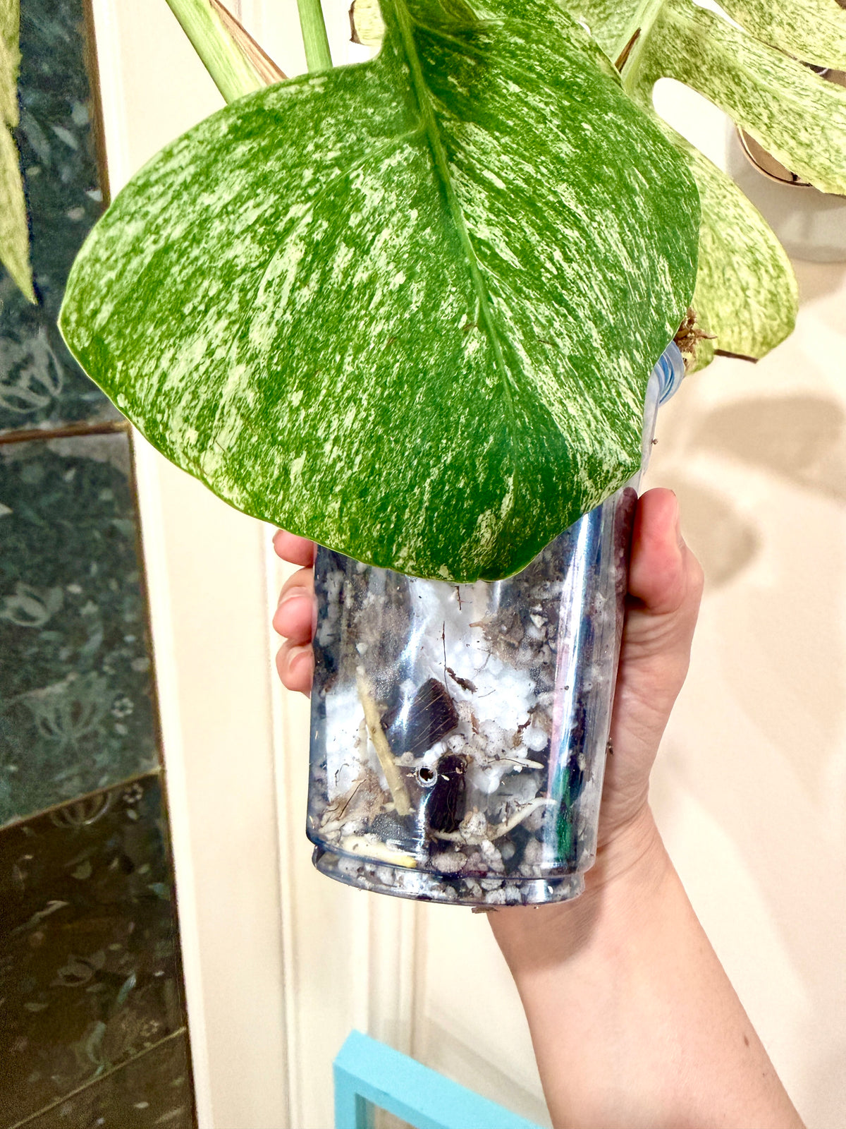 Monstera Full Mint