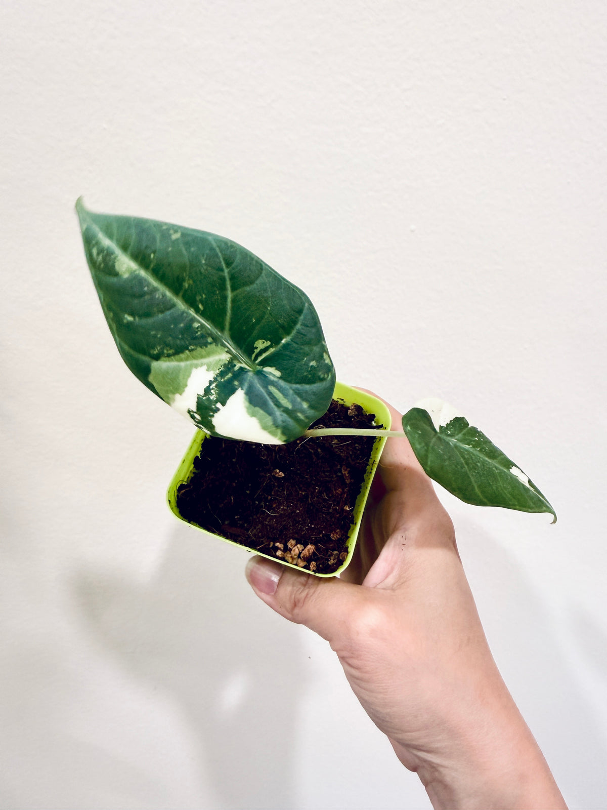 Alocasia Maharani Albo