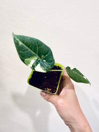 Alocasia Maharani Albo