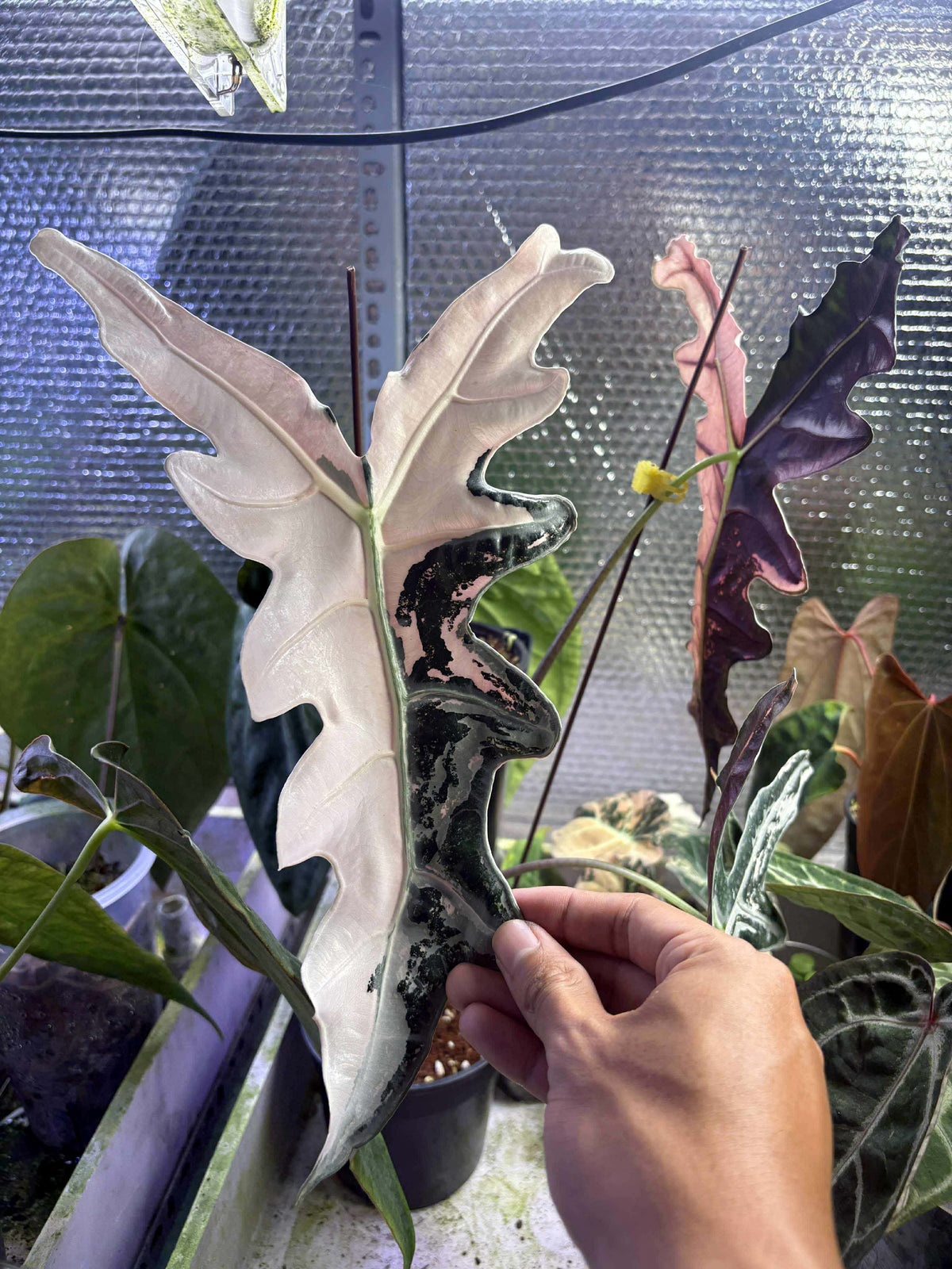 Alocasia Nobilis Pink K Corm