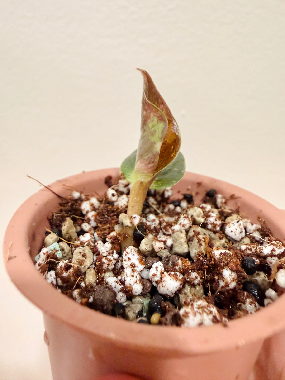 Alocasia Cuprea True Pink