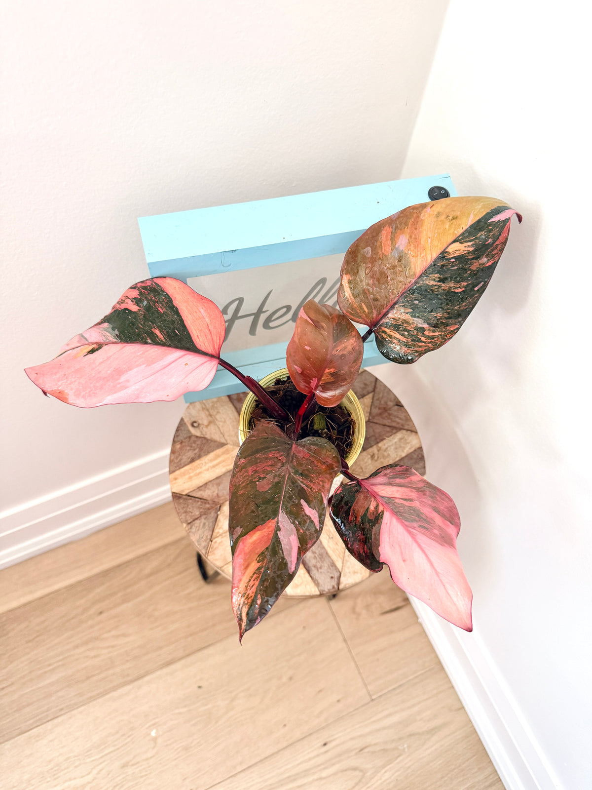 Philodendron Fire Princess