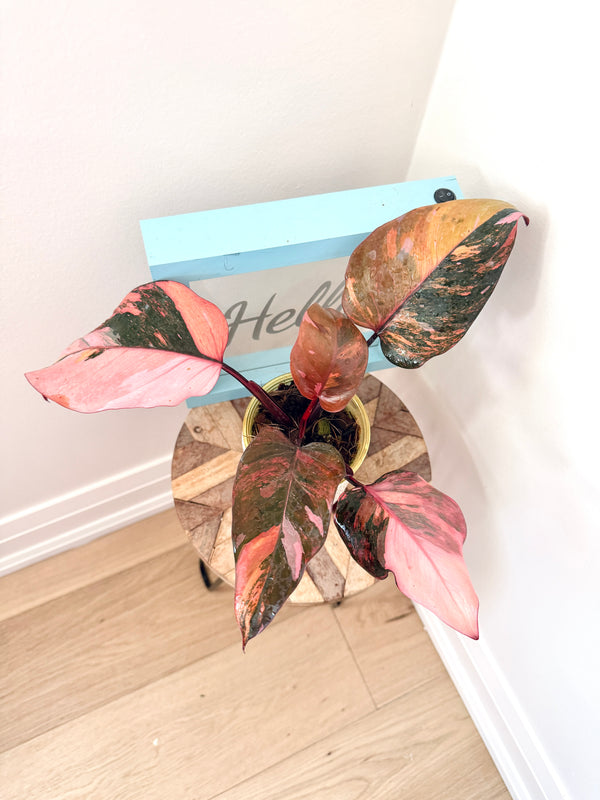 Philodendron Fire Princess