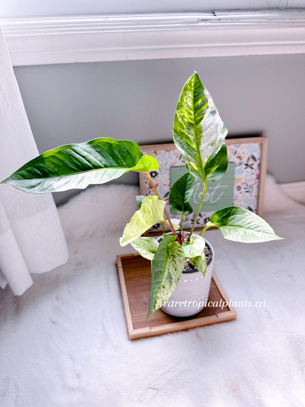 Anthurium Hookeri Variegated