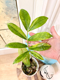 Giant ZZPlant Aurea
