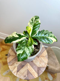 Coffee Tree Variegated