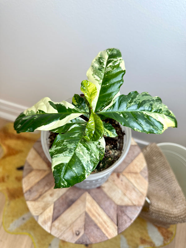 Coffee Tree Variegated