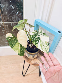 Philodendron Gloriosum Galaxy