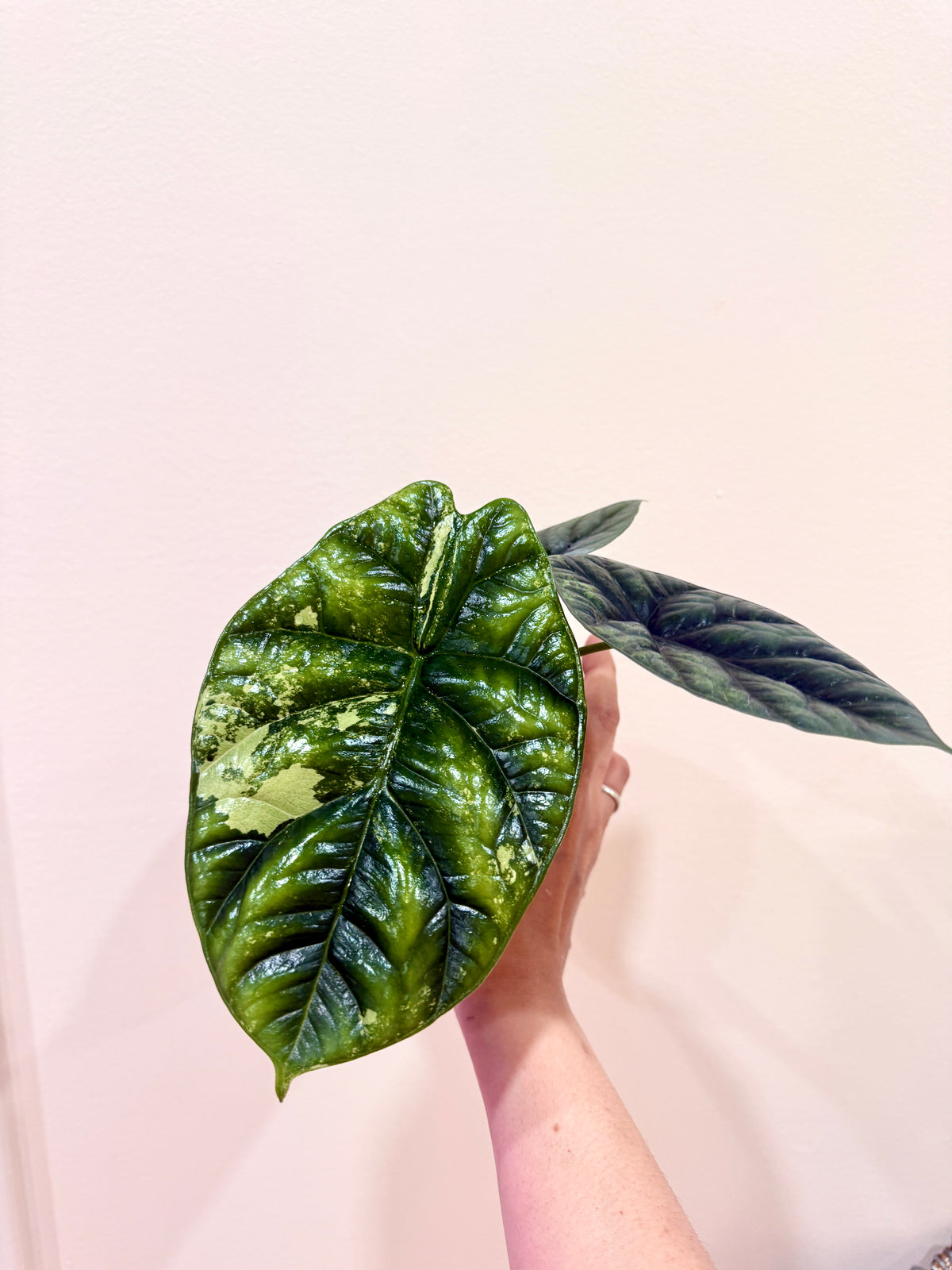Alocasia Sinuata Albo