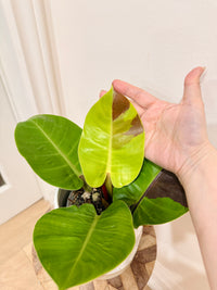 Philodendron Red Moon Variegated