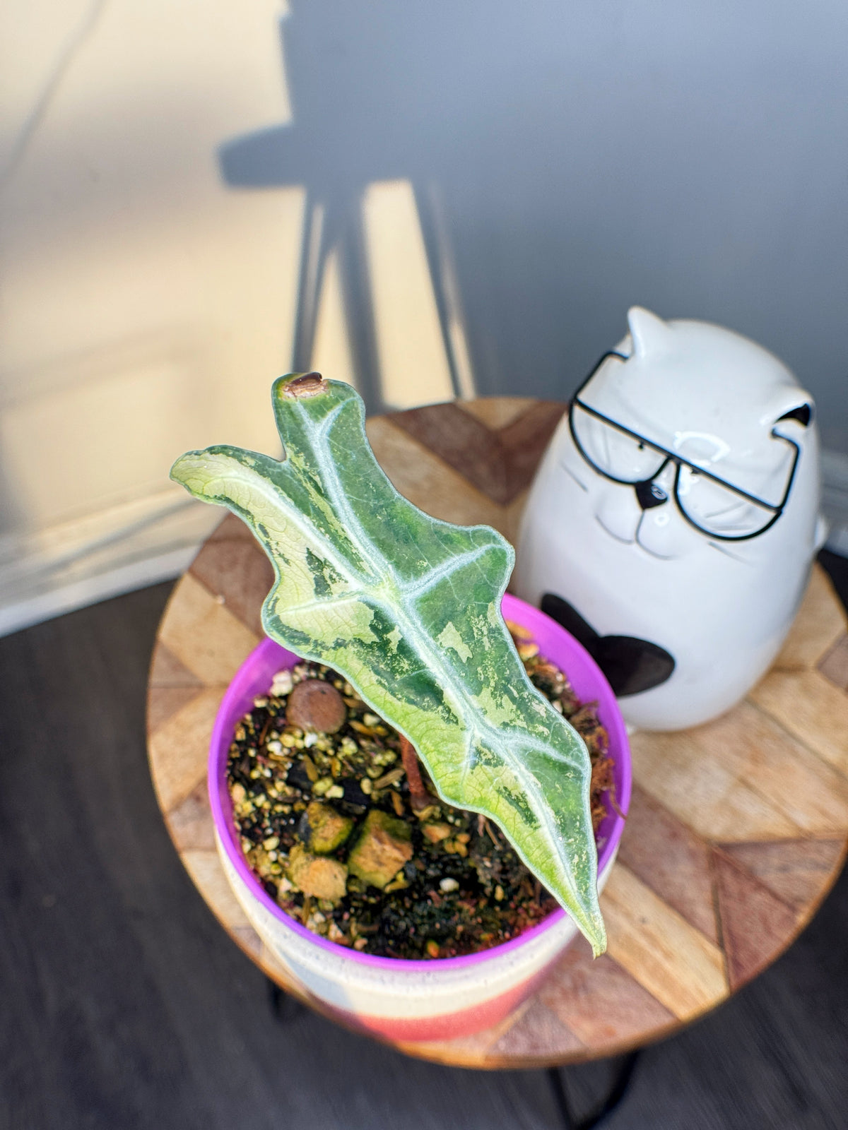 Alocasia Nobilis Variegated