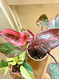 Pink Princess Galaxy & Tetrasperma Albo