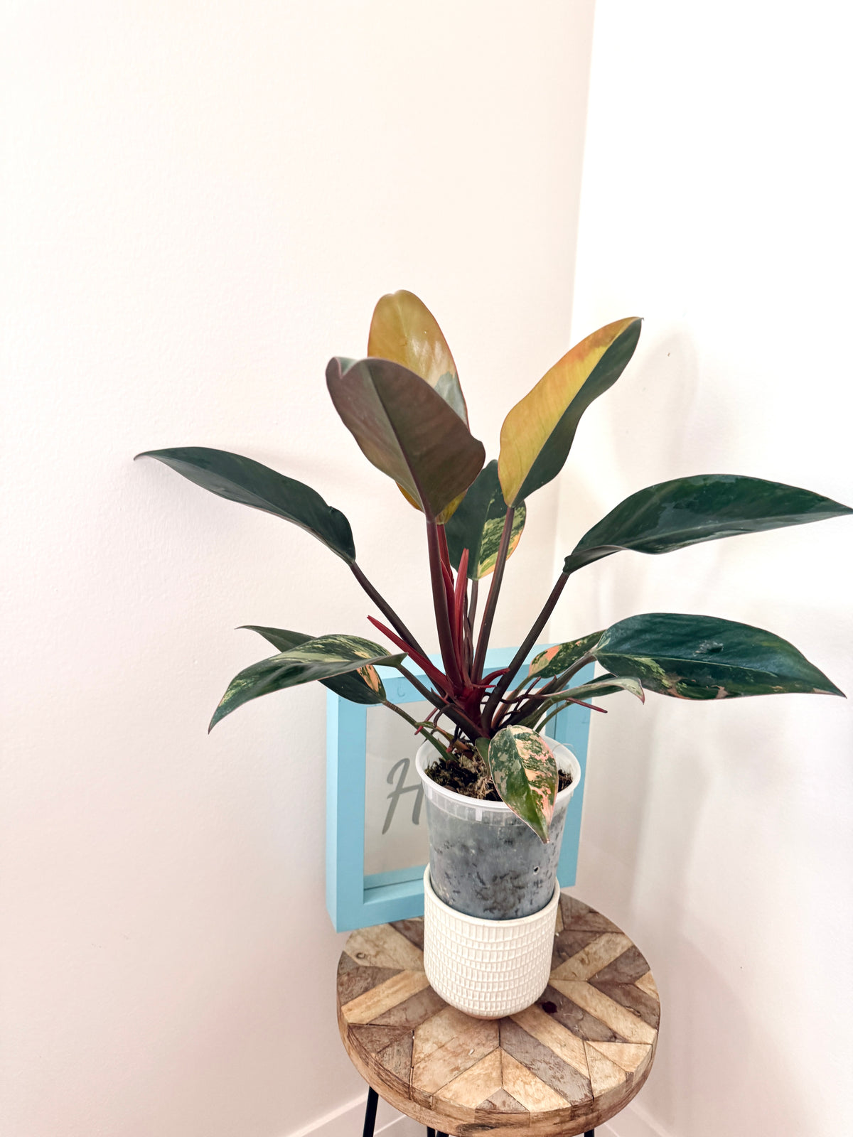 Philodendron Red Congo Variegated