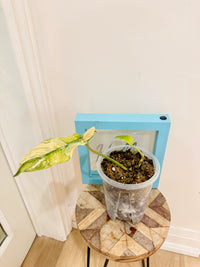 Philodendron Flobe x Bobcee