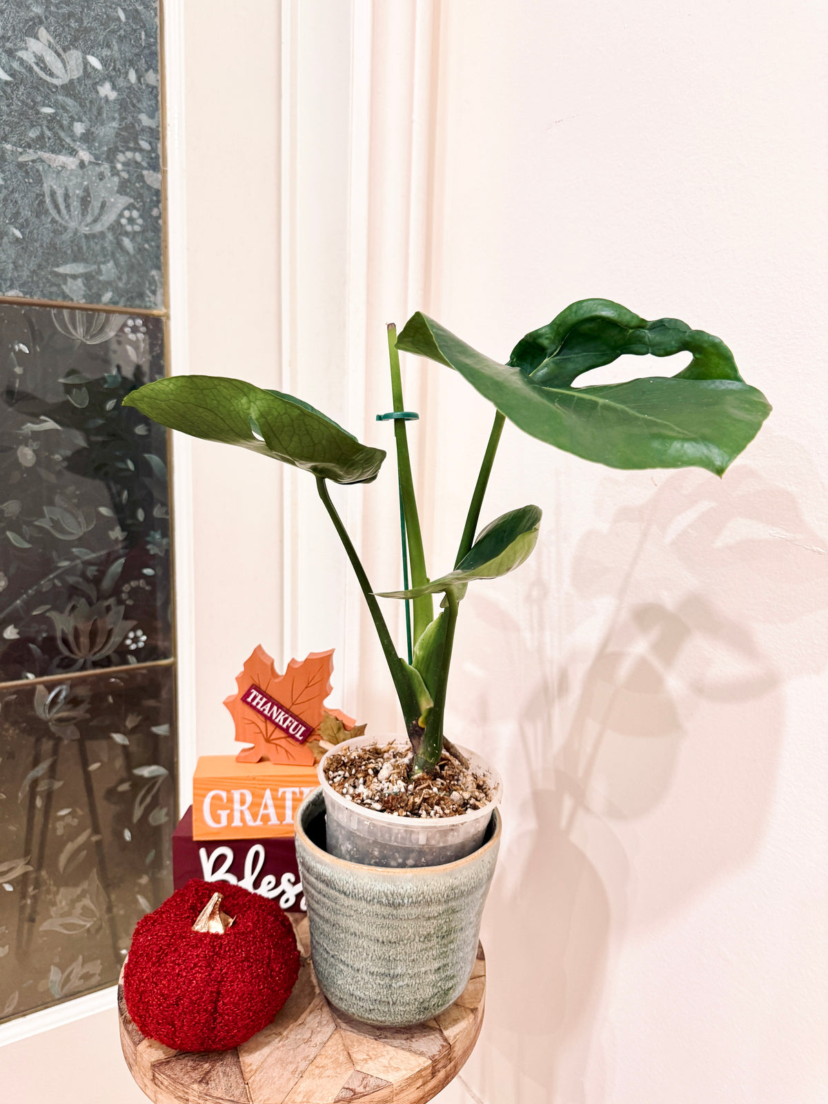 Monstera Cupcake