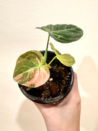 Philodendron Melanocrysum Orange "Bonfire"
