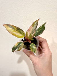 Philodendron Princess Tricolour