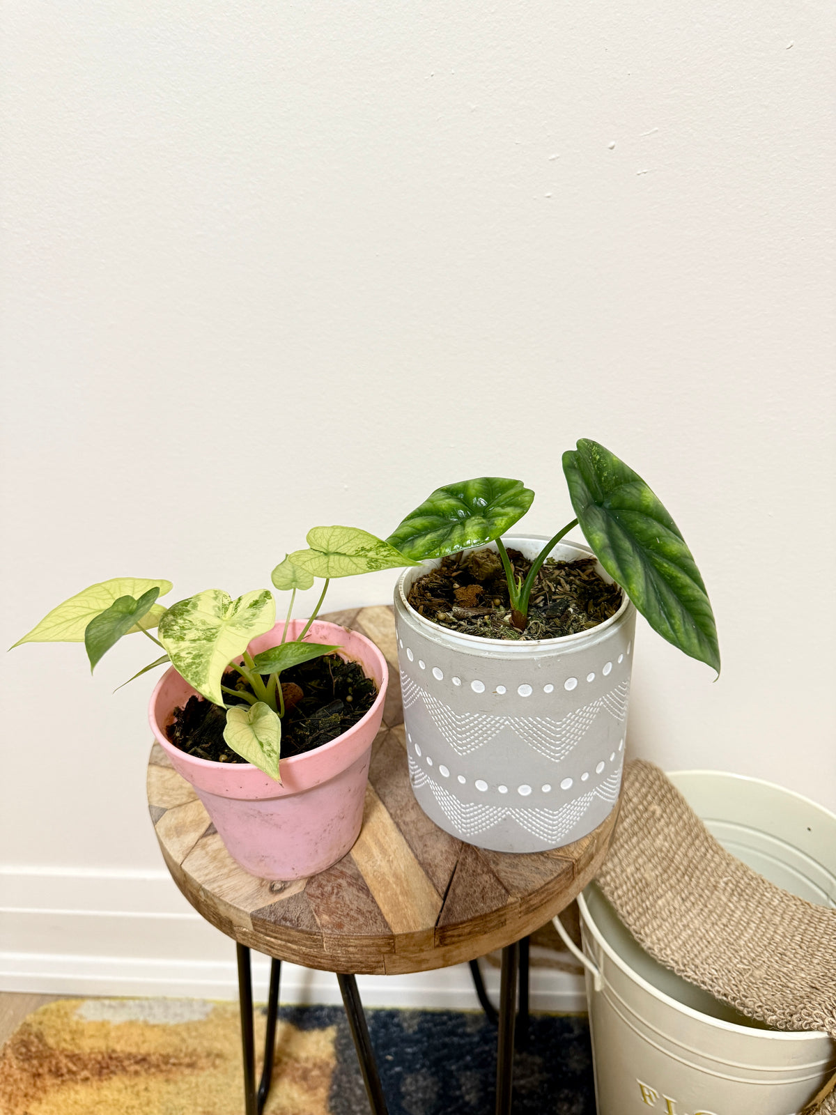 Combo Alocasia Sinuata Variegated & Gageana Mint