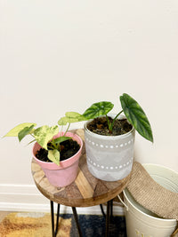 Combo Alocasia Sinuata Variegated & Gageana Mint