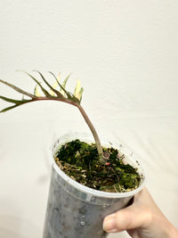 Philodendron Tortum Variegated