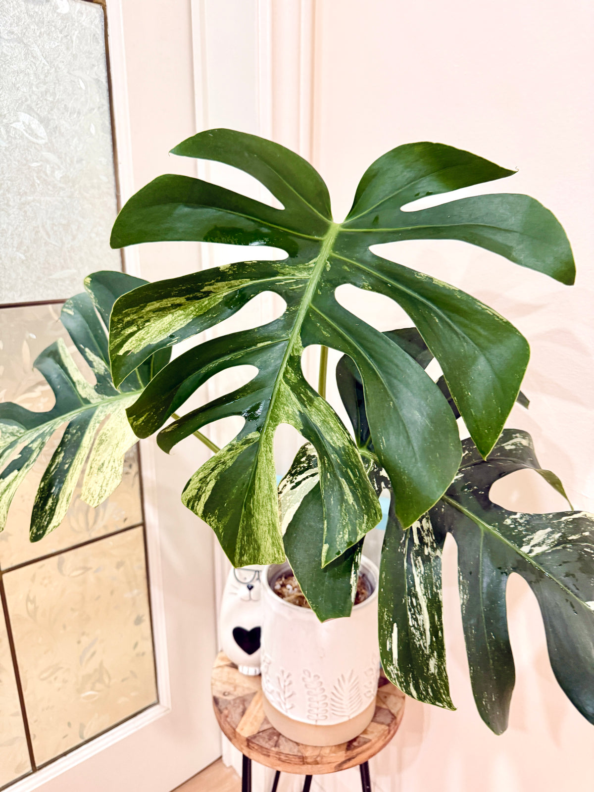 Monstera Jungle Mint